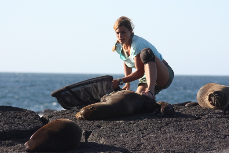 Sneak and run: Dr Jana Jeglinski recaptures a female Galapagos fur seal she equipped with a GPS TDR (time depth recorder) about a month earlier. The loggers and with them all the valuable data they collected will be lost if the capture goes wrong and the animal escapes, which probably explains Jeglinski's facial expression.