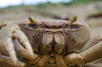 Crab, taken on Tobago while Chris was having breakfast. ©Chris Pollock