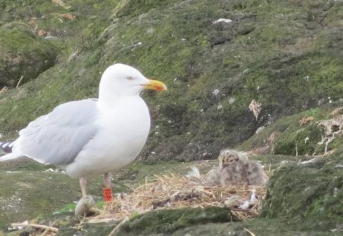 Adult gulls share parenting duties. This bird will watch over the nest as its mate forages for food. Photo by Nina O'Hanlon.