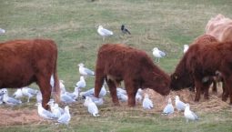 Gulls have become frequent visitors to farms, with grain being a common food. Photo by Nina O'Hanlon.