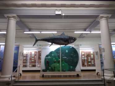 The bluefin tuna hanging from the ceiling of the Zoology Museum is real! It was captured in 1829 in the Clyde estuary and bought from the Glasgow fish market to be part of the Zoology exhibition. Photo: M. Quaggiotto, 2018